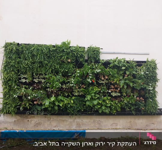 קיר ירוק עם צמחים שונים בגינה אנכית
